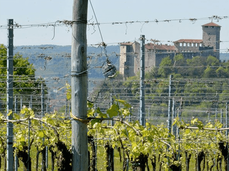 Azienda agricola e vinicola “Cascina Piano” 